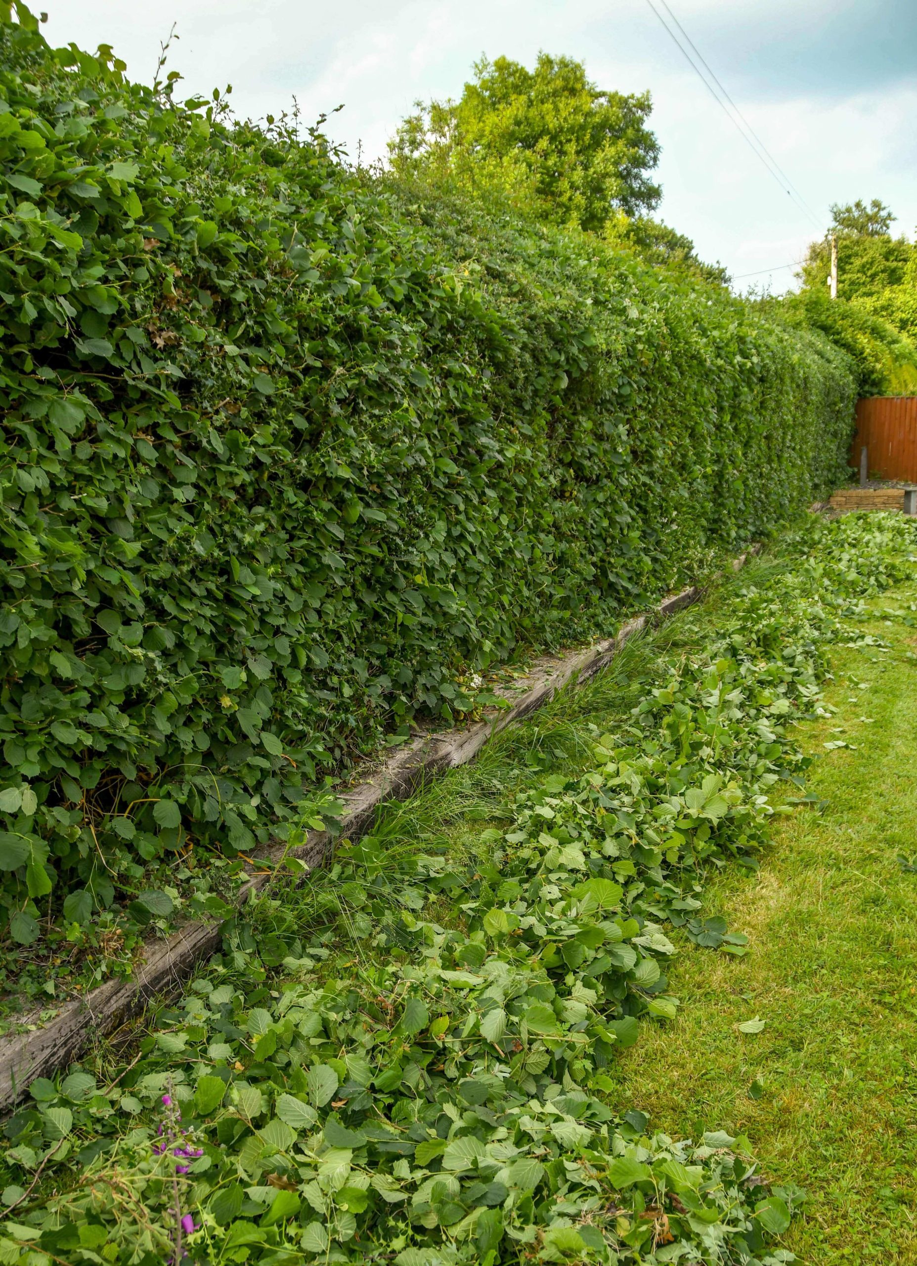 Garden Maintenance Forest Hill SE23